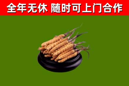 齐齐哈尔回收冬虫夏草