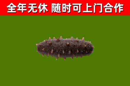 齐齐哈尔回收海参干